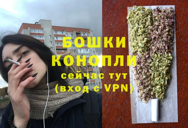 сатива Беломорск